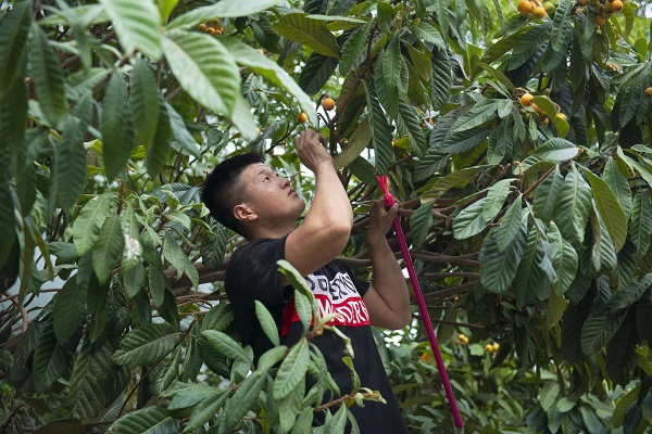 2019-05-27_083304_595605.jpg 2019.05.24我校第六届枇杷节(伍启鹏 李想 (18).JPG