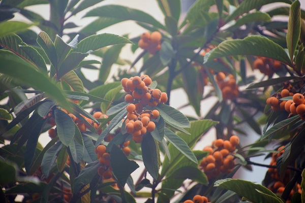 2019-05-27_083251_347186.jpg 2019.05.24我校第六届枇杷节(伍启鹏 李想 (27).jpg